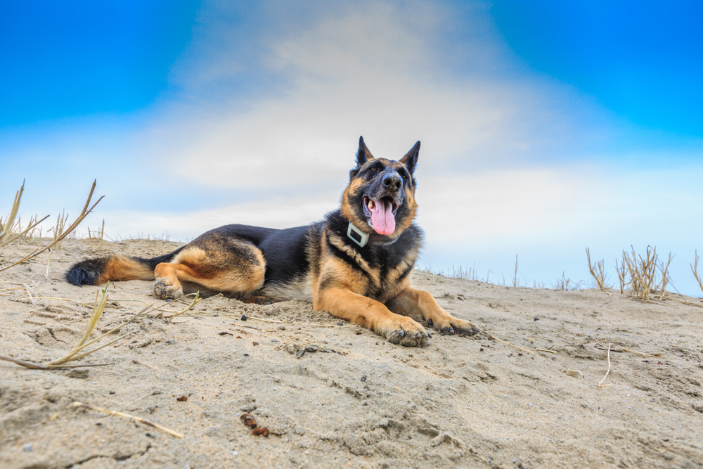 GPS-Tracker für den Hund